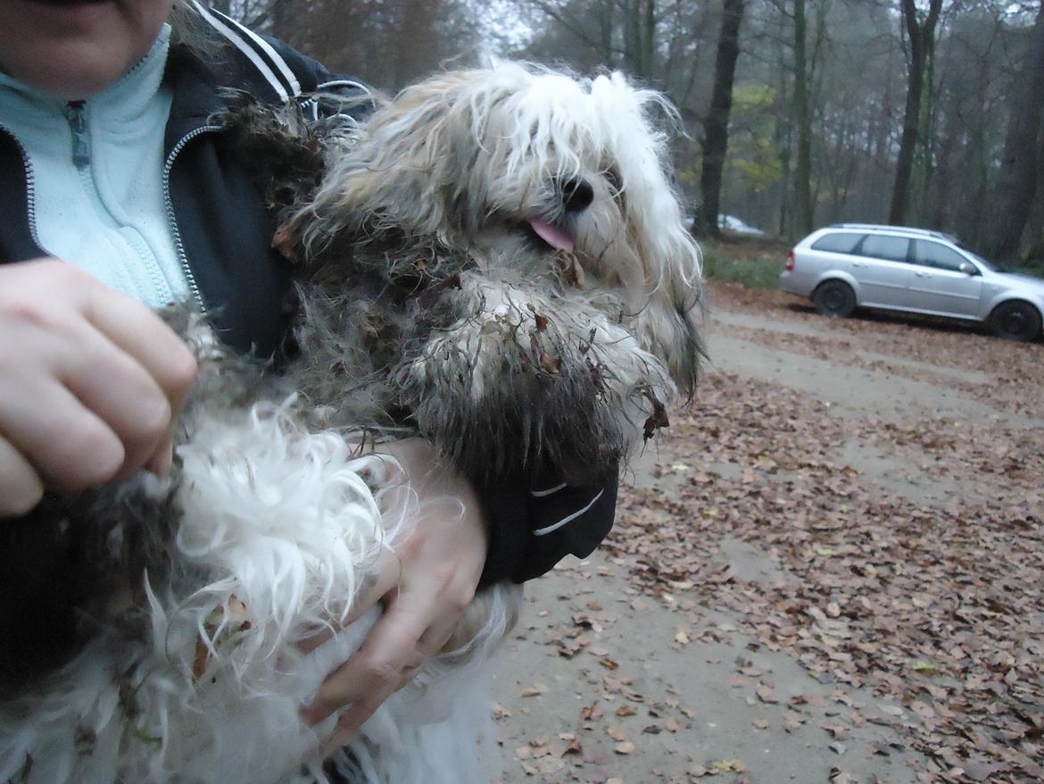 Blanding af racer Boomer - Boomer efter en dag i skoven billede 13