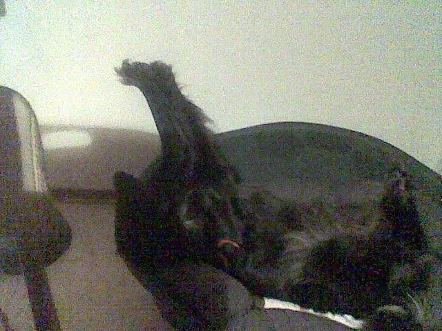 Blanding af racer Blackie - Hun nyder og ligge på ryggen når hun er træt.
2009 billede 15