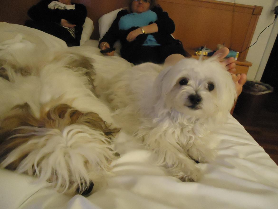 Blanding af racer Boomer billede 14