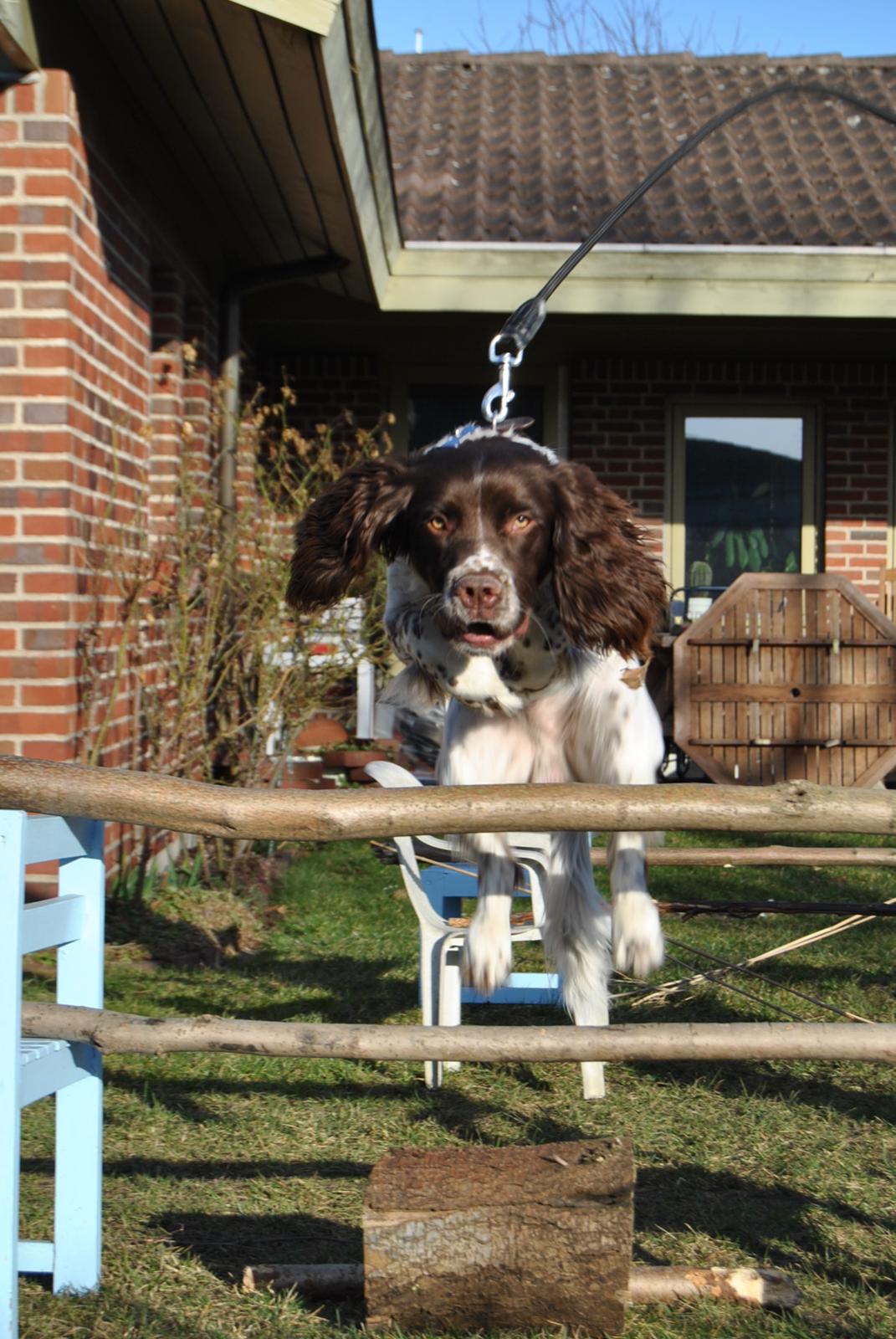 Engelsk springer spaniel Hannibal<3 billede 17