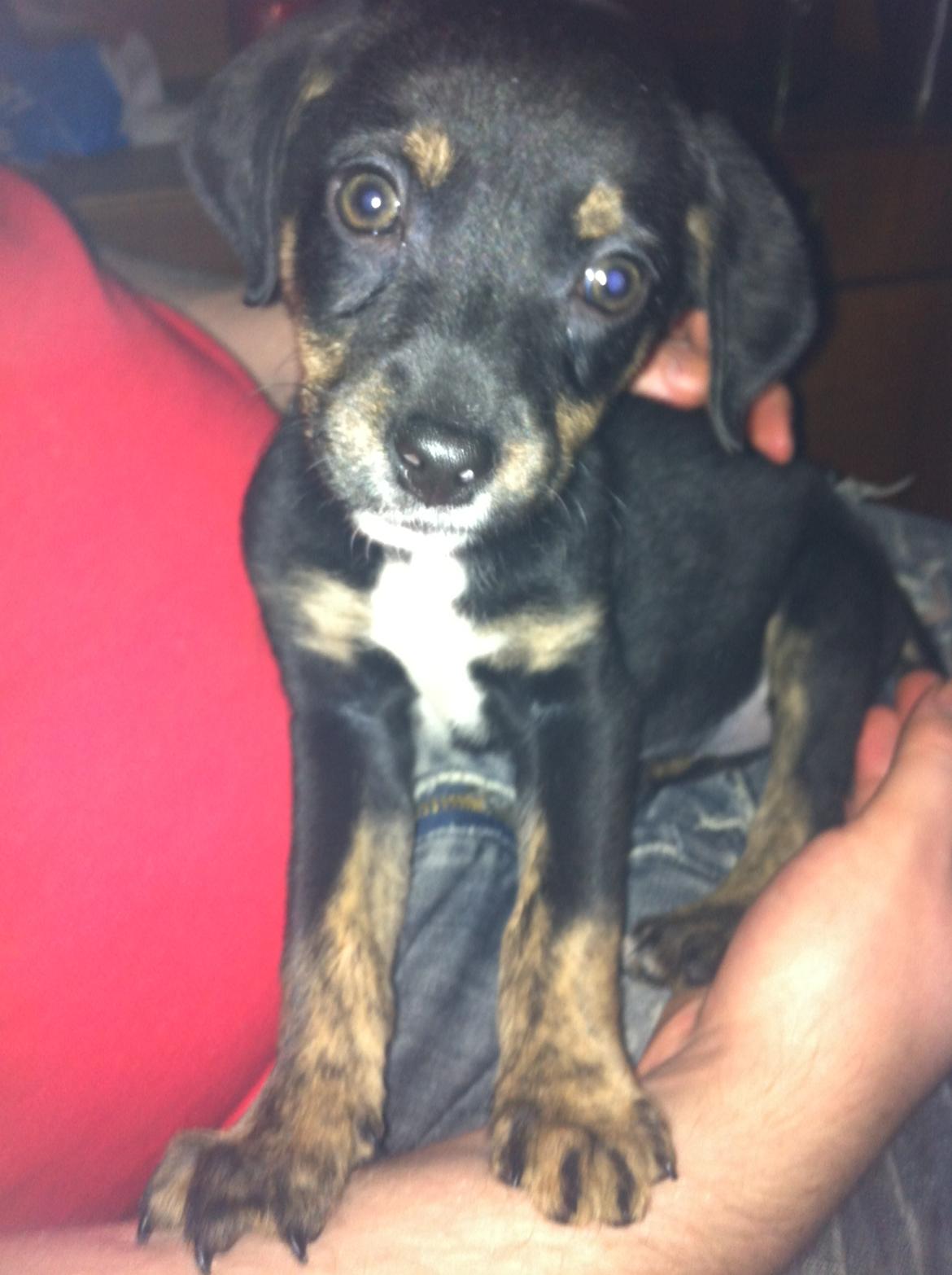 Blanding af racer Maloou <3 billede 6