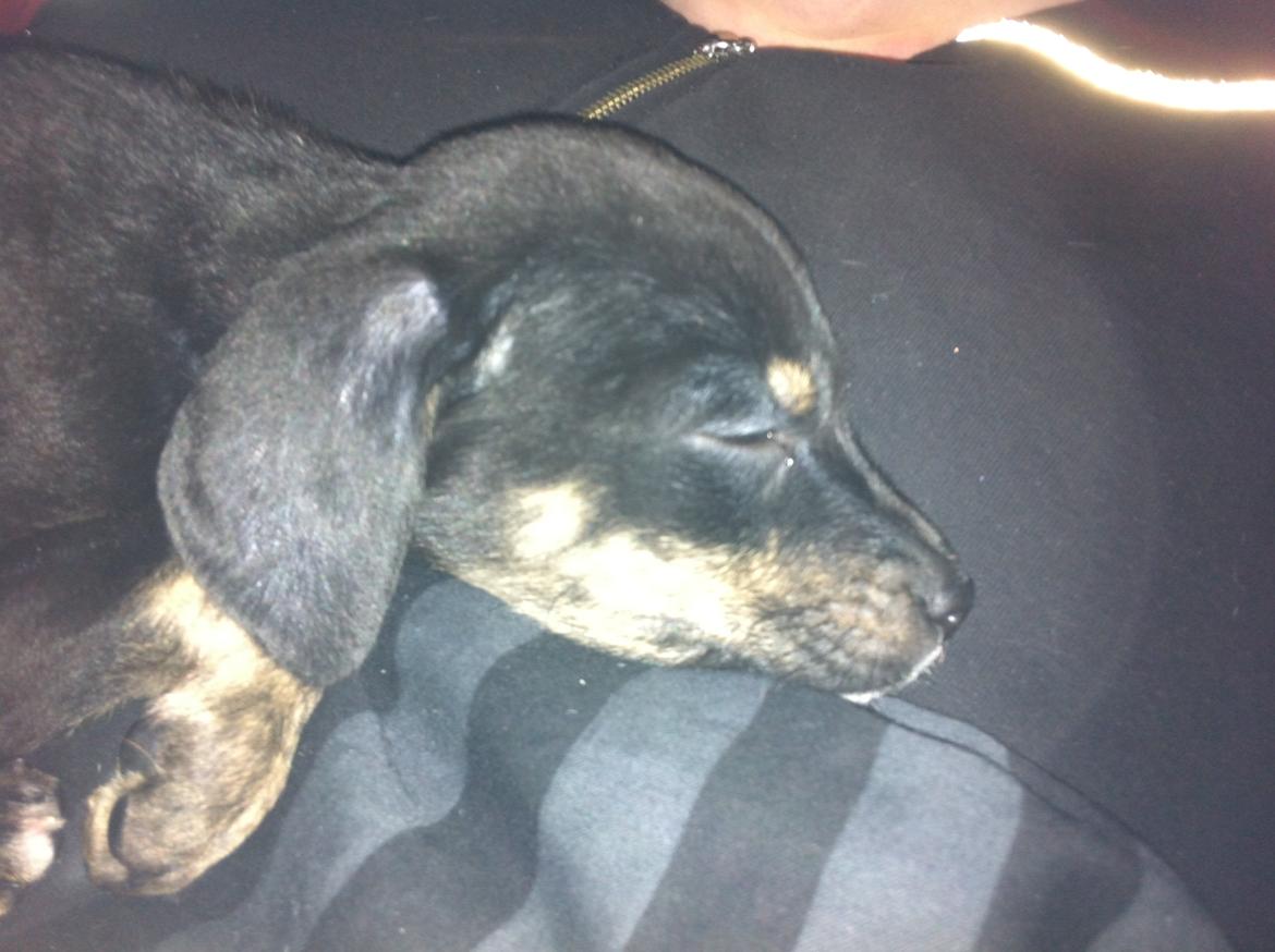 Blanding af racer Maloou <3 billede 7