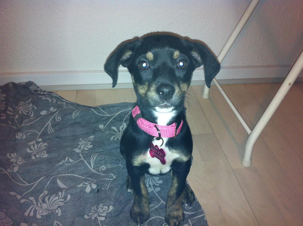 Blanding af racer Maloou <3 billede 8