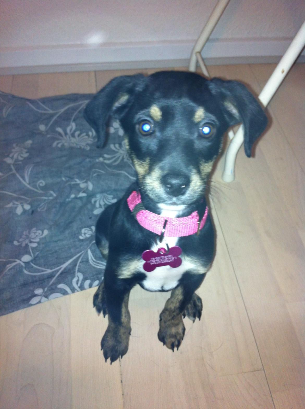 Blanding af racer Maloou <3 billede 9