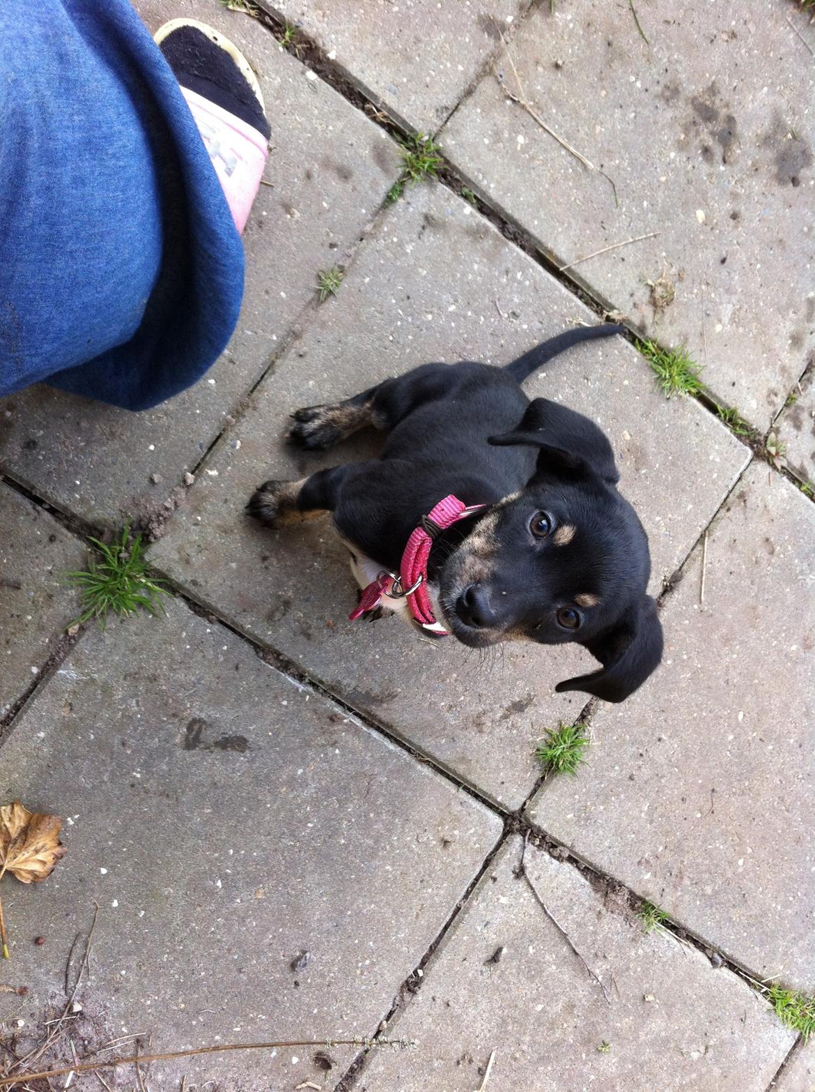 Blanding af racer Maloou <3 billede 10