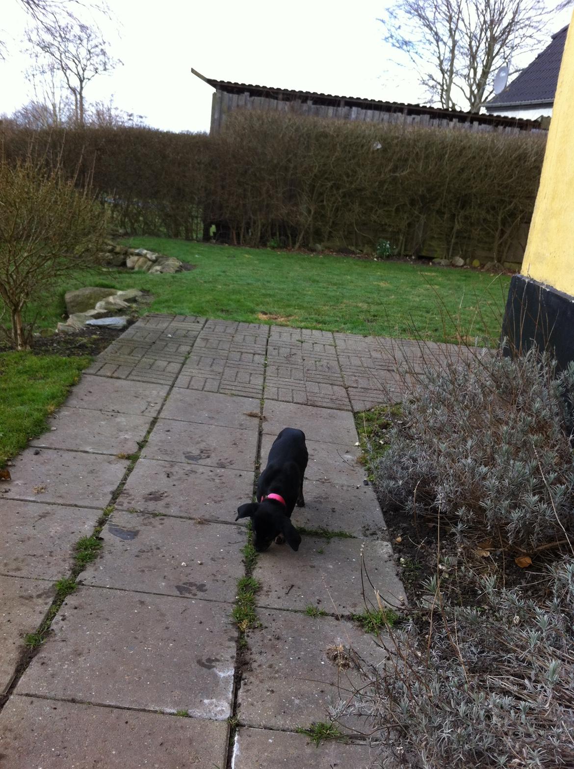 Blanding af racer Maloou <3 billede 11