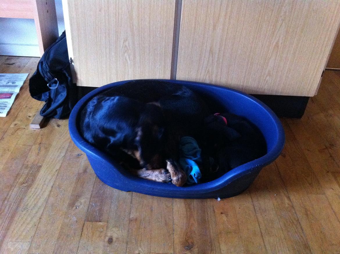 Blanding af racer Maloou <3 billede 12