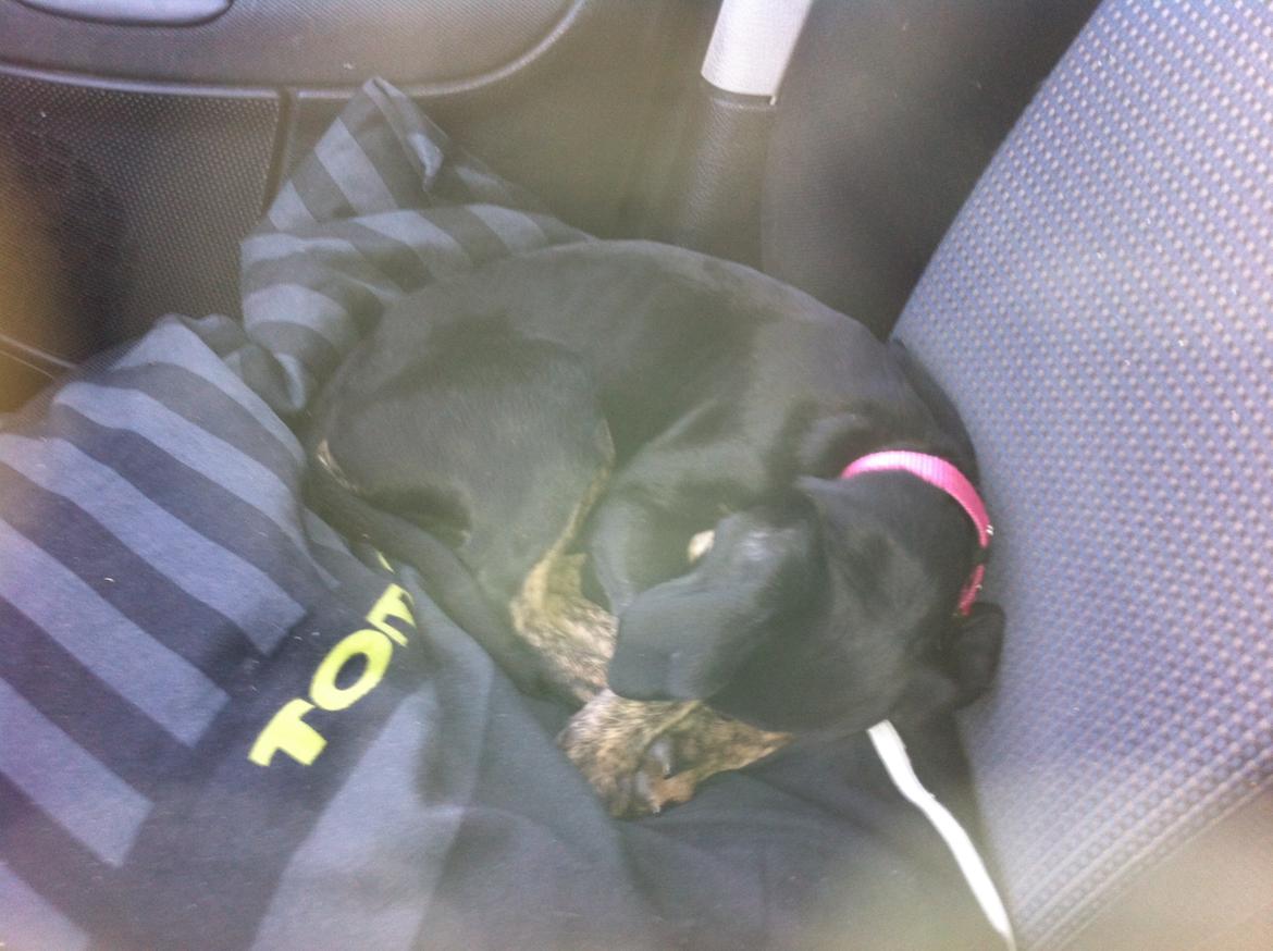 Blanding af racer Maloou <3 billede 13