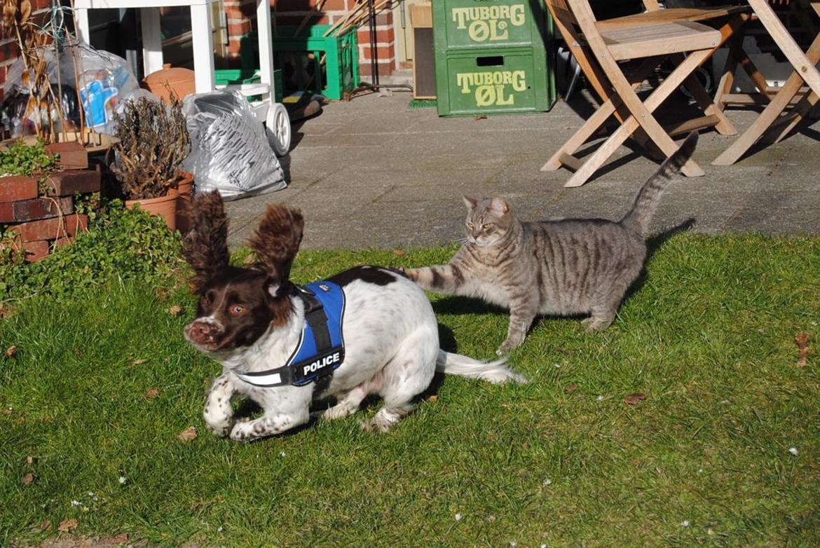 Engelsk springer spaniel Hannibal<3 billede 1
