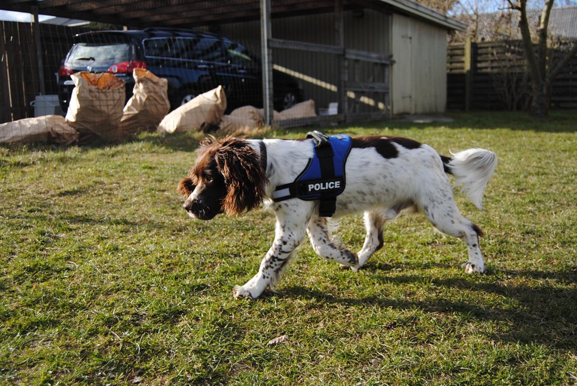 Engelsk springer spaniel Hannibal<3 billede 18