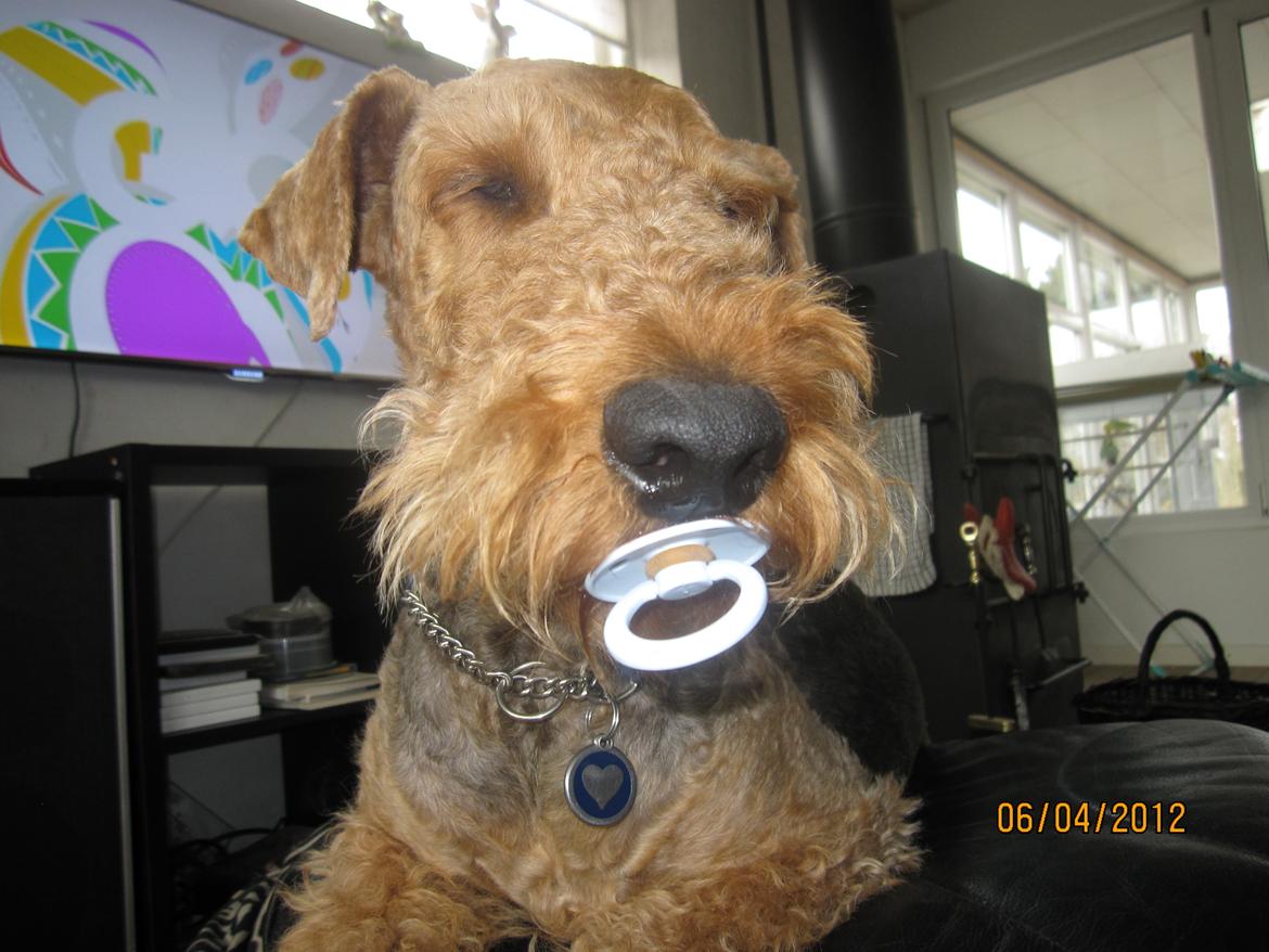 Airedale terrier Spicaway unbraced (Argo) - Argo, min baby. billede 20