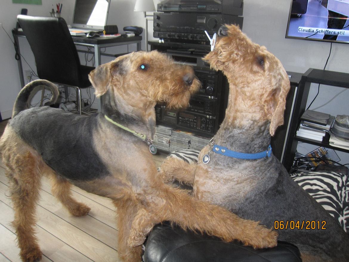 Airedale terrier Tessdale`s Magnificent prince (Ozzi) - Ozzi vil gerne ha`den sut,som Argo har i munden. billede 20