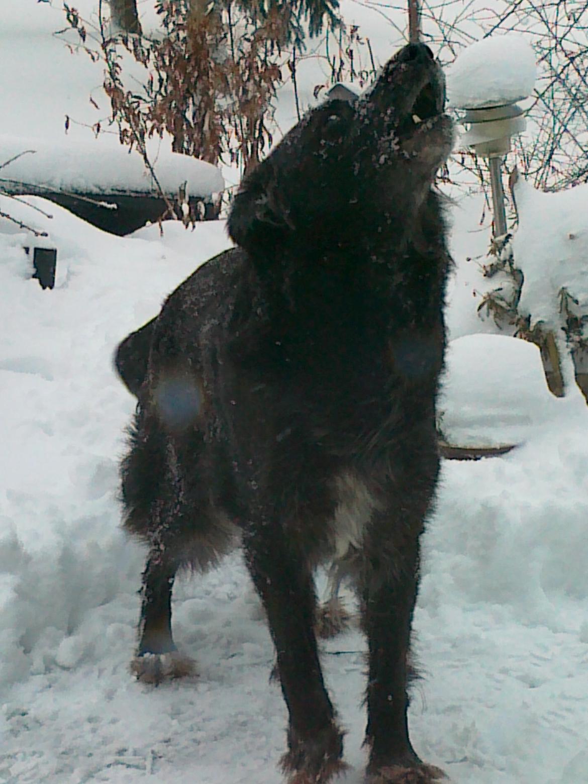 Blanding af racer Blackie - Hun prøver og fortælle noget mens jeg sidder på den anden side af vinduet :-)
2010 billede 14