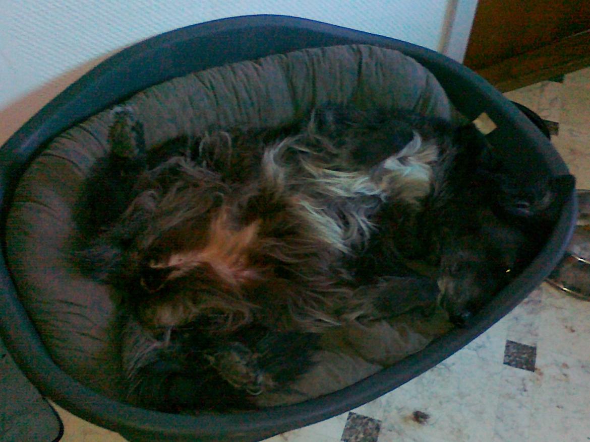 Blanding af racer Blackie - Find hunden :-)
Ja hun elsker og ligge på ryggen med alle 4 ben i vejret.
2011 billede 8