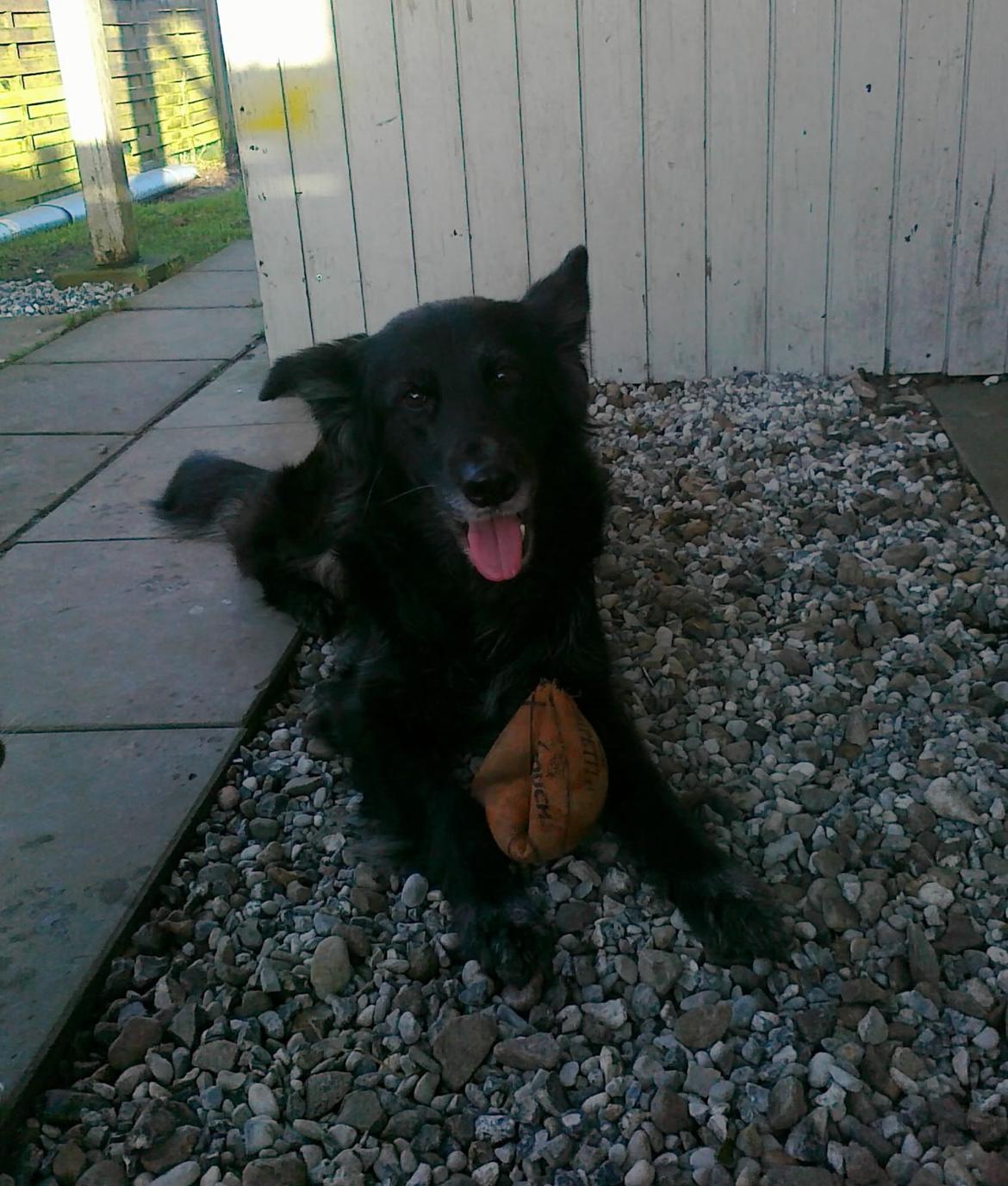 Blanding af racer Blackie - Hendes bold, så skal der leges.
2011 billede 7