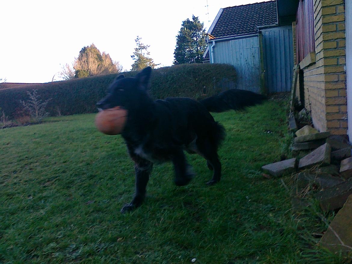 Blanding af racer Blackie - Så skal der leges
2012 billede 3