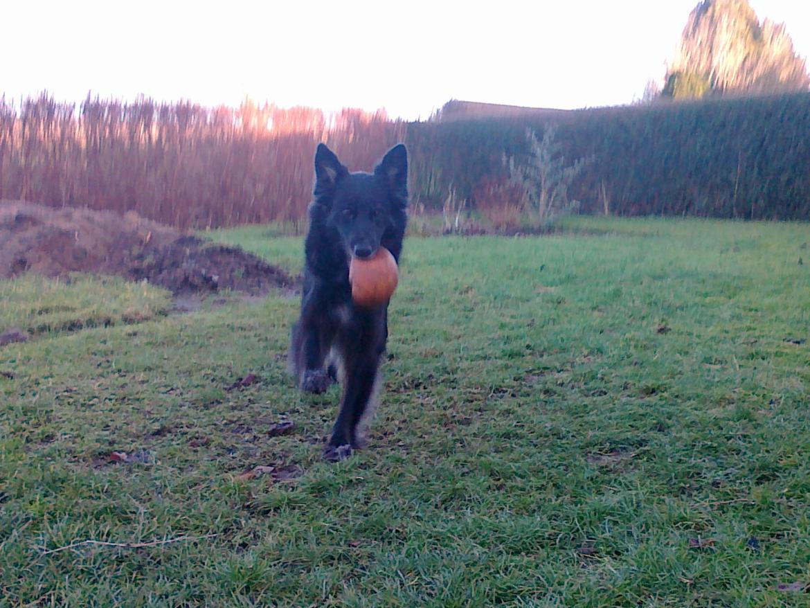 Blanding af racer Blackie - Legetid
2012 billede 2