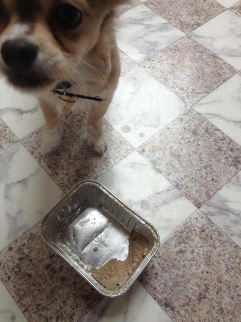 Chihuahua Fonzie billede 7