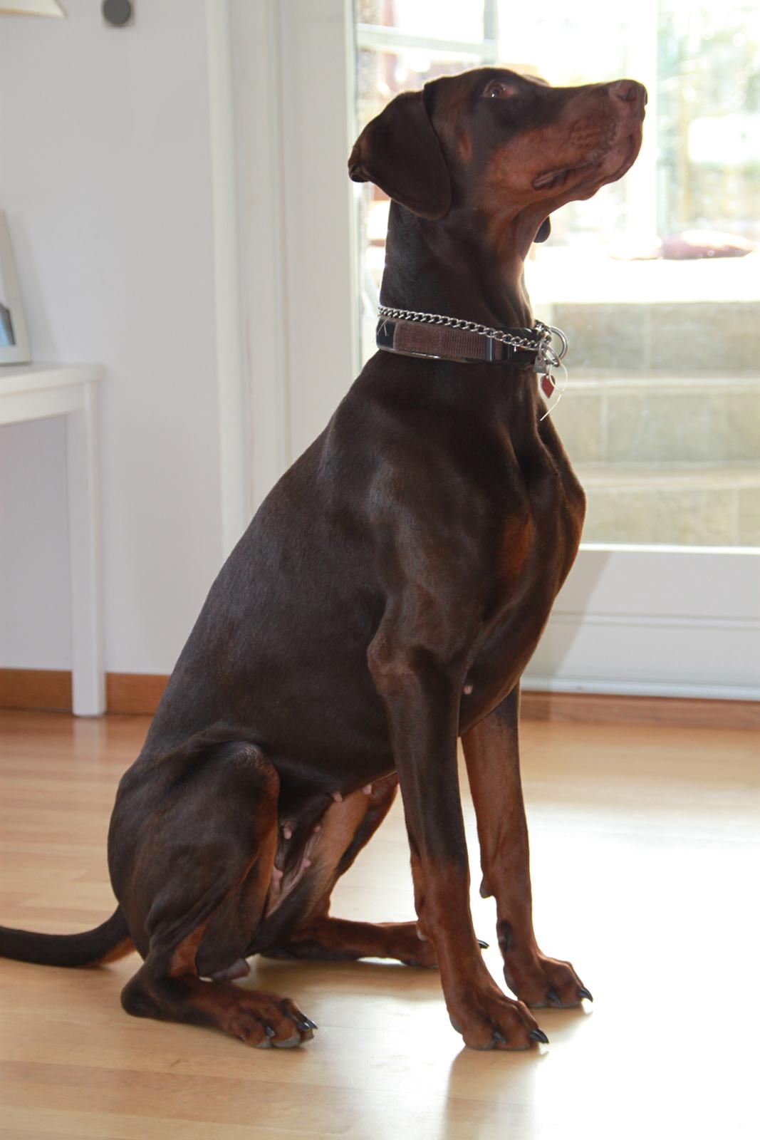 Dobermann RD Attractive Anastacia billede 17