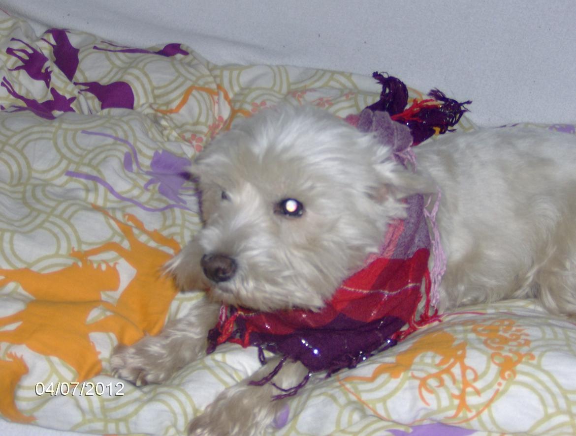 West highland white terrier Sille<3! - Jeg har det feeedt! billede 13