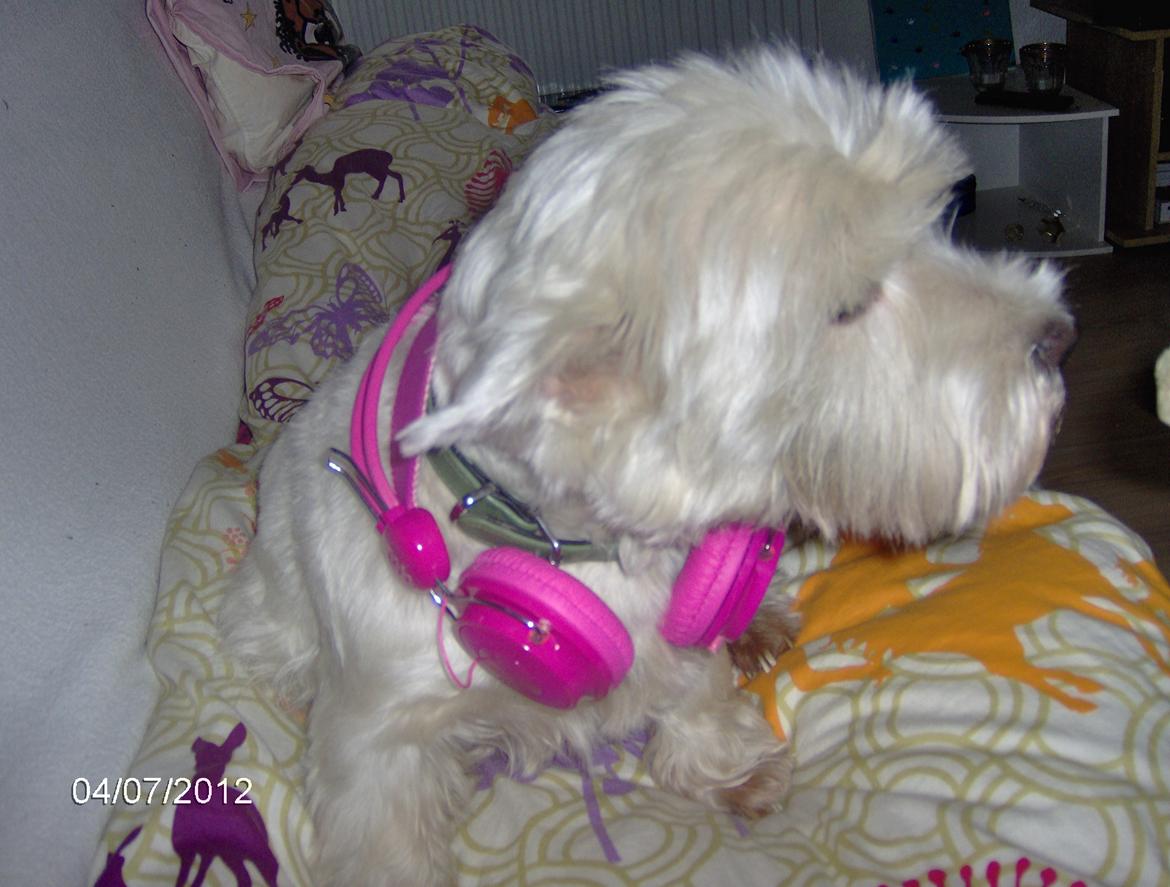 West highland white terrier Sille<3! - Lalalala 1 dericien styre:P billede 15