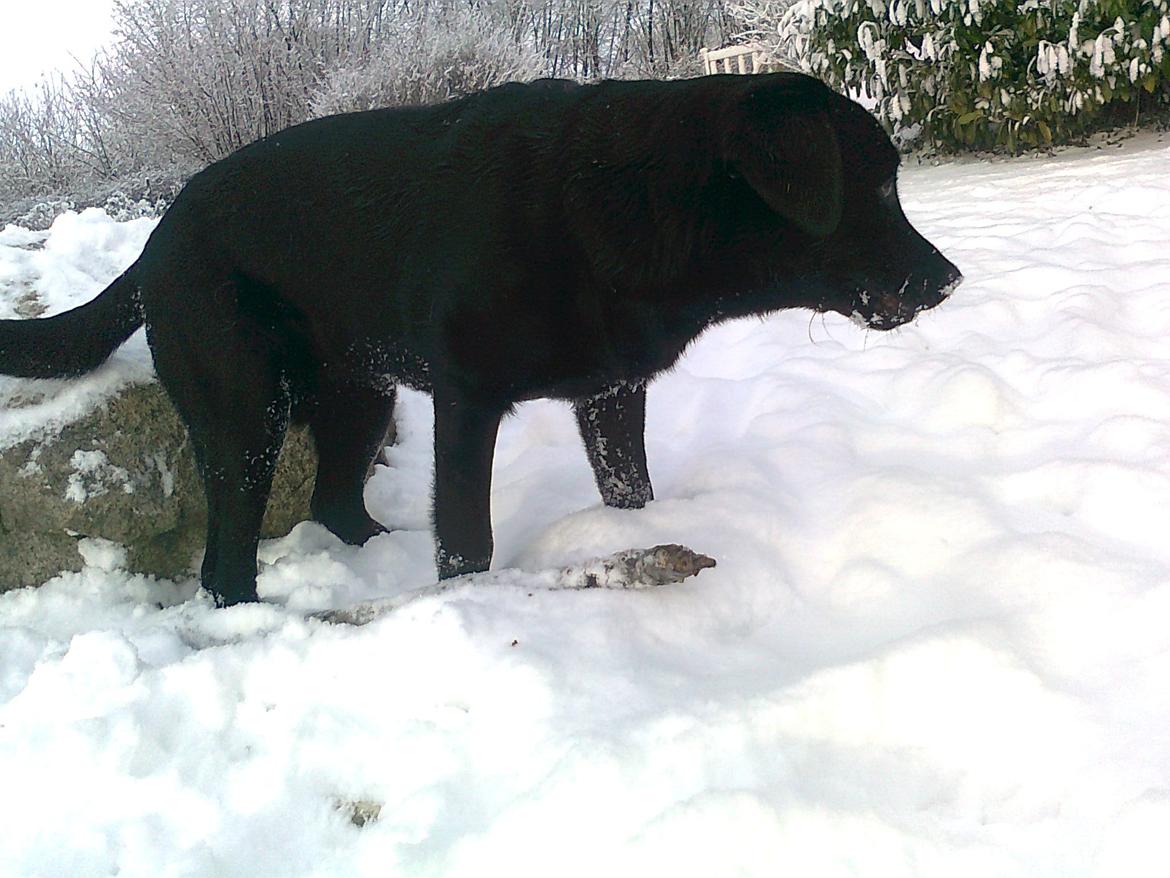 Labrador retriever Luna billede 2