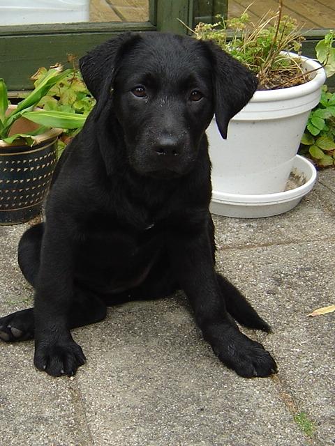 Labrador retriever Luna - Luna hvor hun ikke er så gammel ^^' billede 4