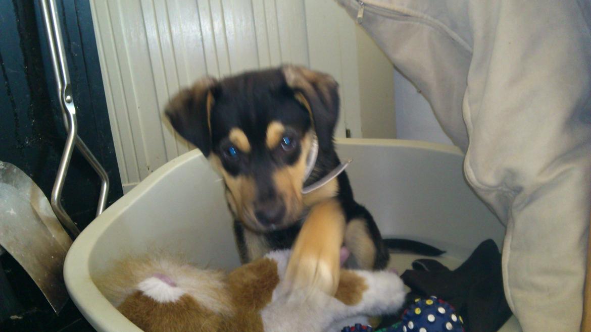 Blanding af racer Diva aKa Tøsen billede 2