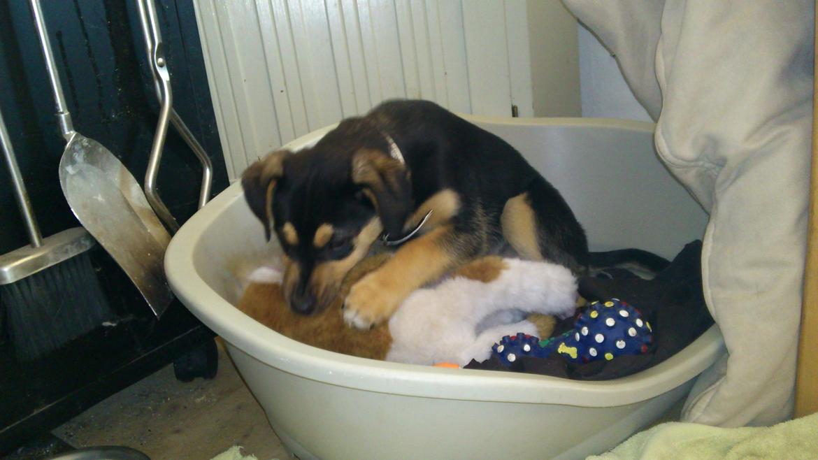 Blanding af racer Diva aKa Tøsen billede 3