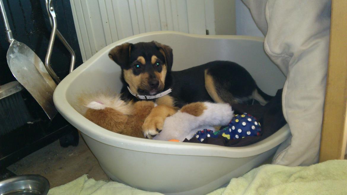 Blanding af racer Diva aKa Tøsen billede 4