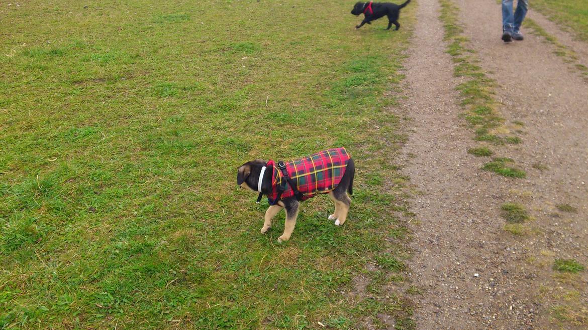 Blanding af racer Diva aKa Tøsen billede 5