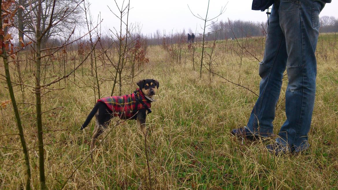 Blanding af racer Diva aKa Tøsen billede 6