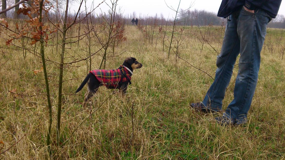 Blanding af racer Diva aKa Tøsen billede 7