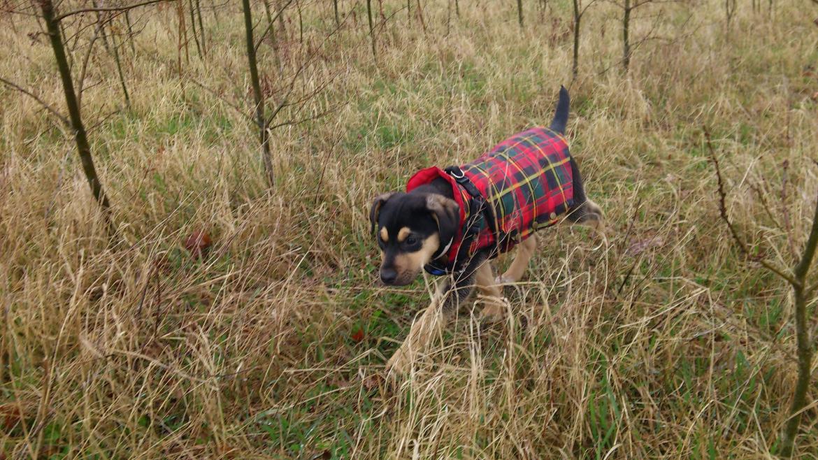 Blanding af racer Diva aKa Tøsen billede 8