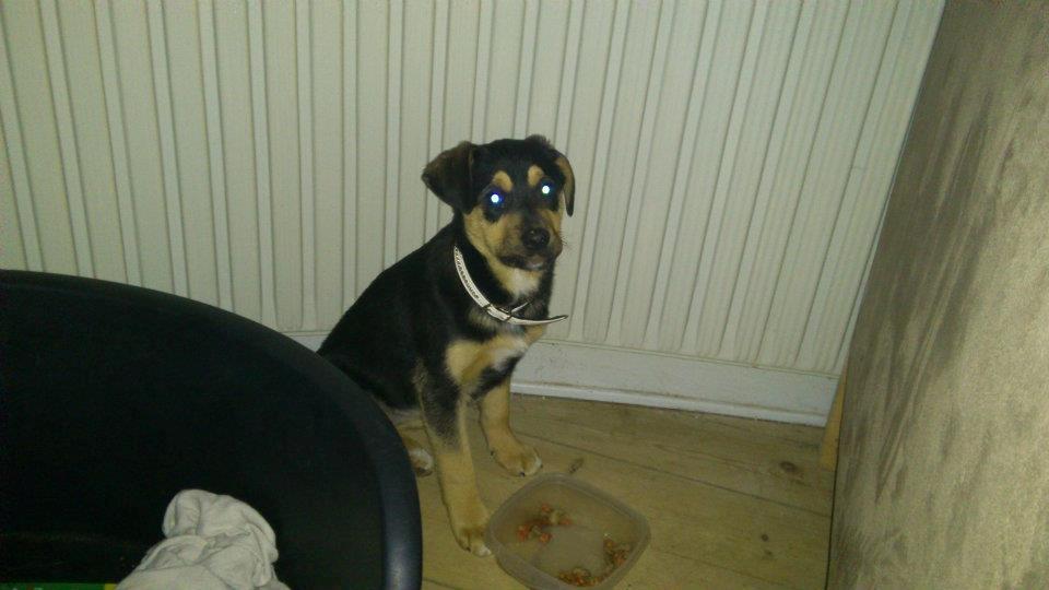 Blanding af racer Diva aKa Tøsen billede 9