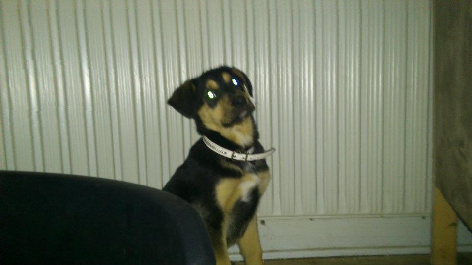 Blanding af racer Diva aKa Tøsen billede 10