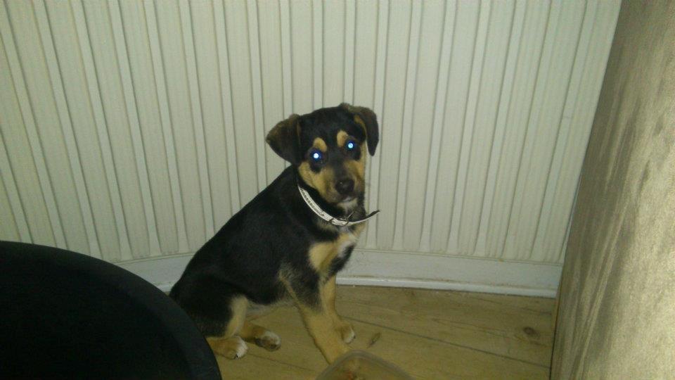 Blanding af racer Diva aKa Tøsen billede 11