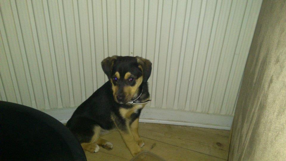 Blanding af racer Diva aKa Tøsen billede 12