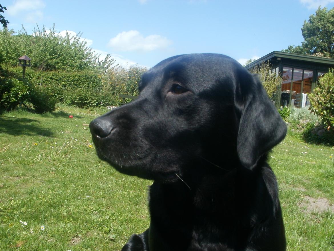 Labrador retriever Luna billede 3