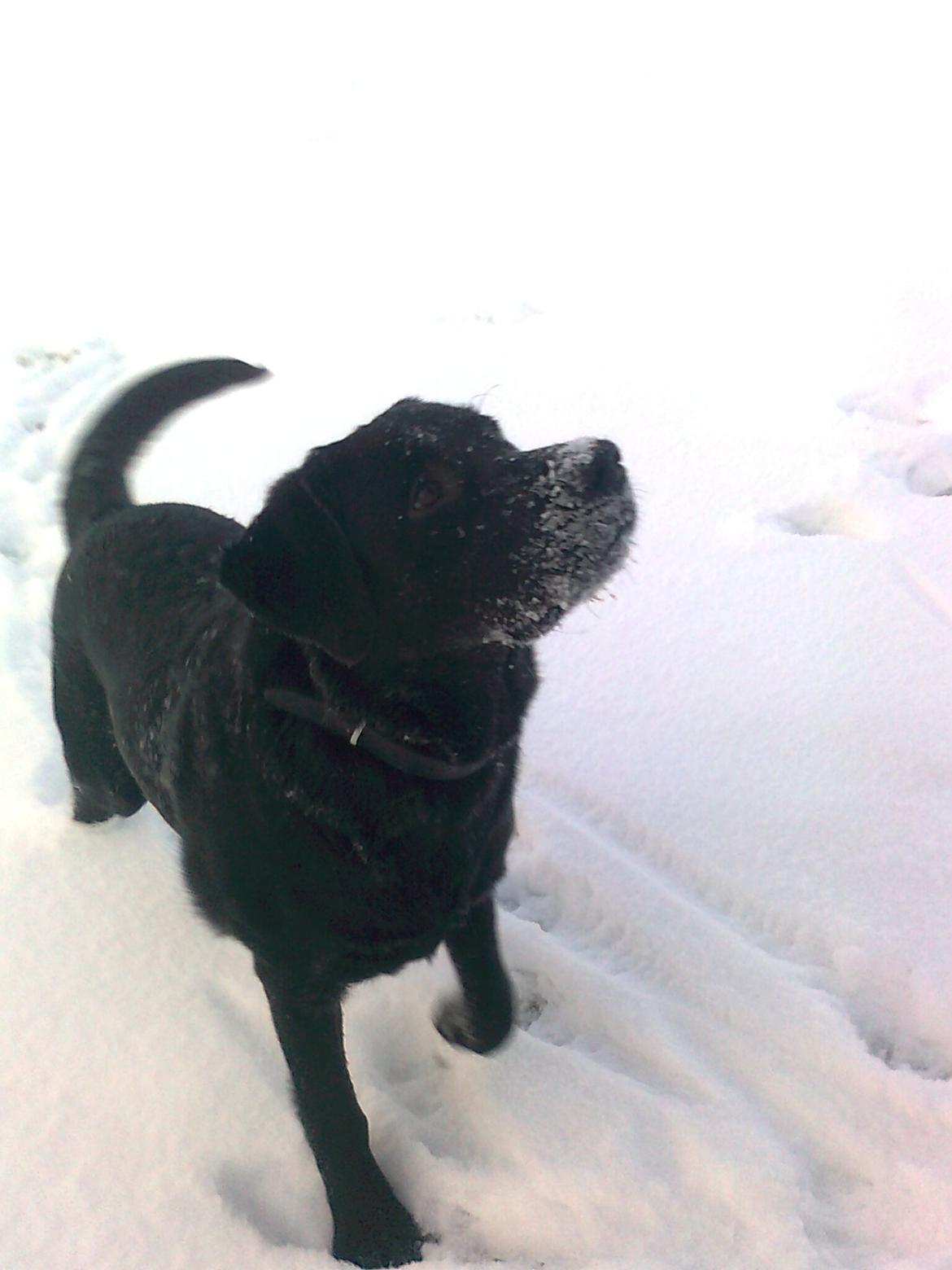 Labrador retriever Luna billede 8