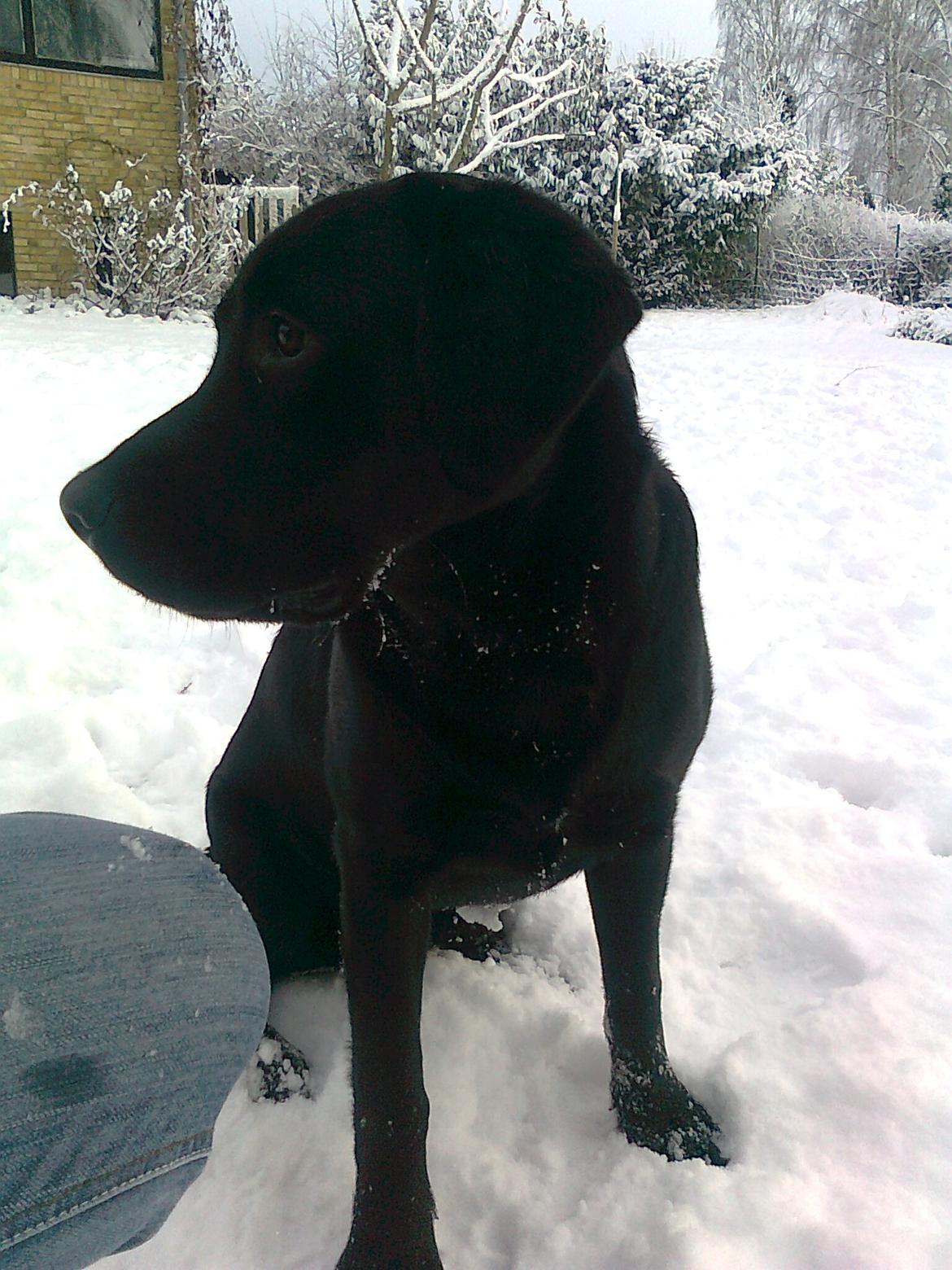 Labrador retriever Luna billede 7