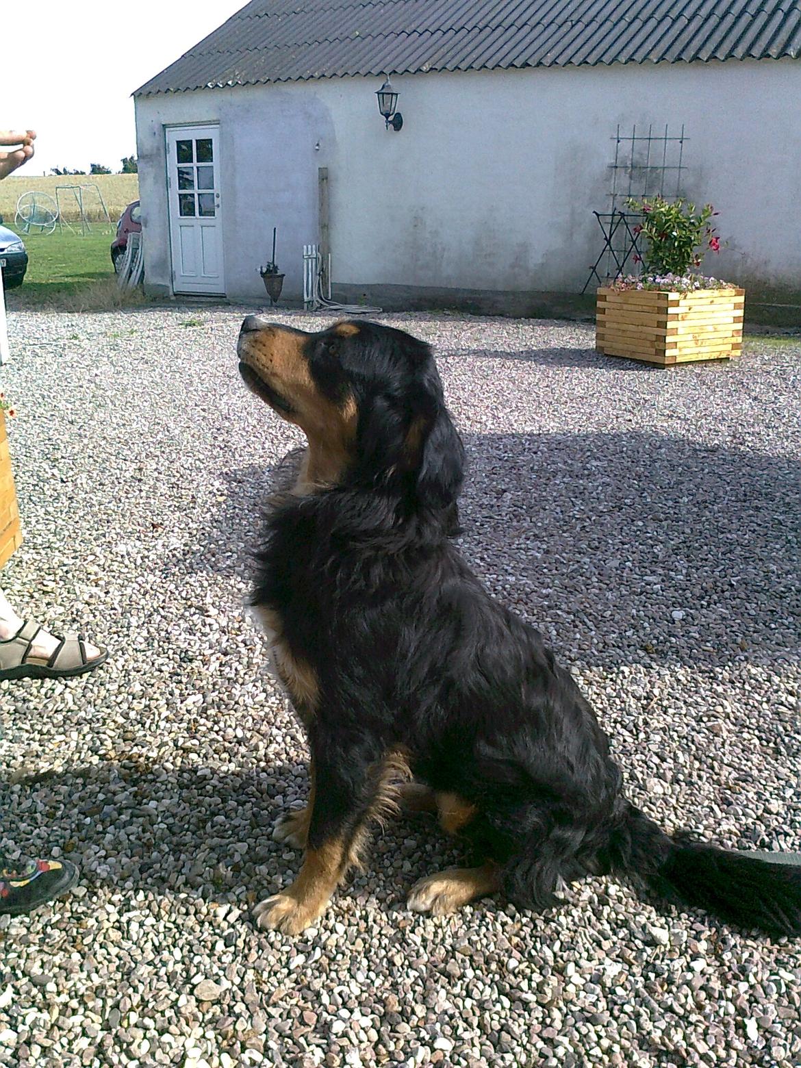 Labrador retriever Luna - Luna's Mor :) billede 10