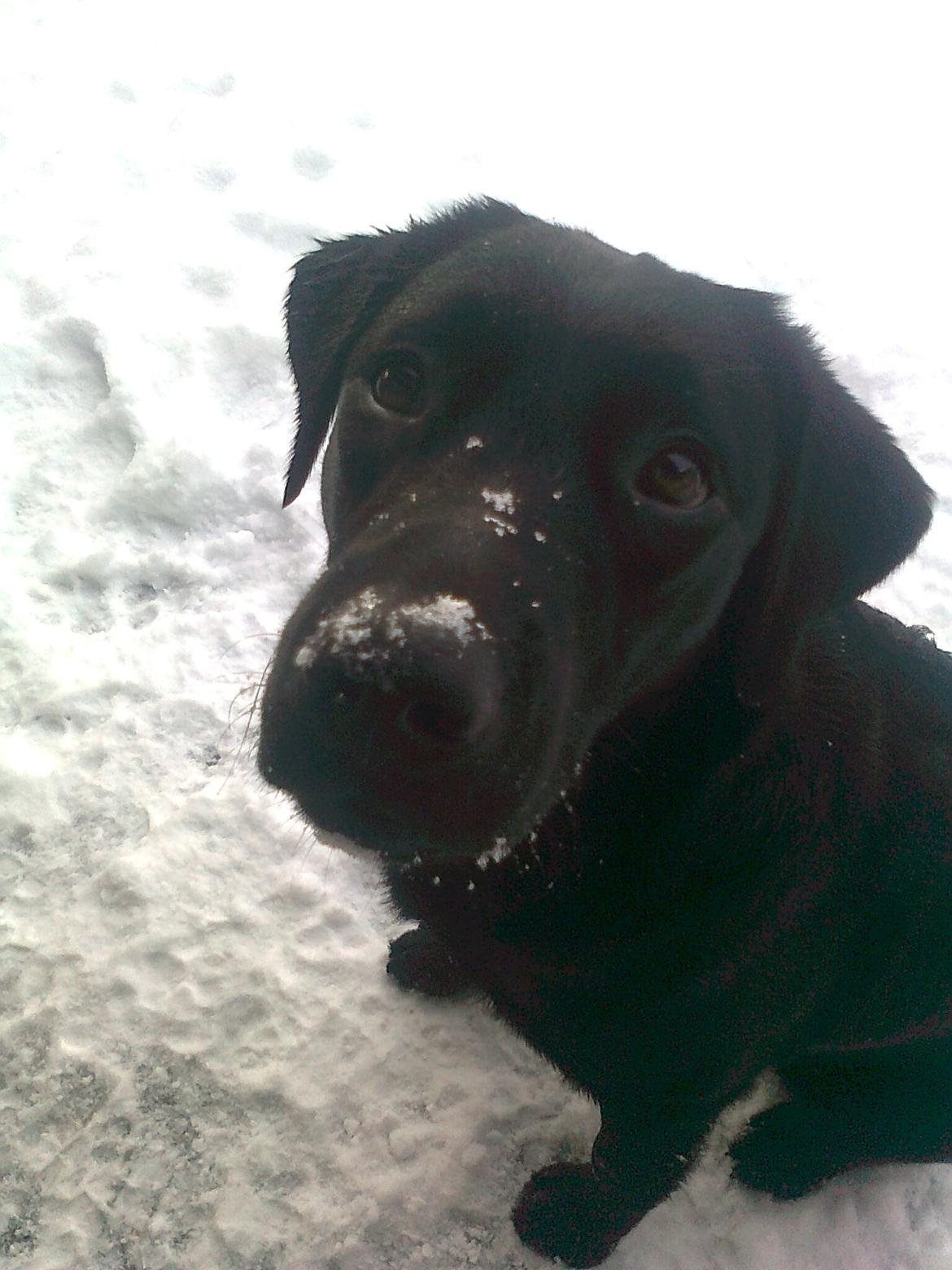 Labrador retriever Luna billede 12