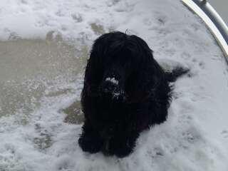 Cocker spaniel Tilde billede 1