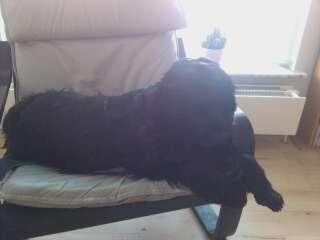 Cocker spaniel Tilde billede 3