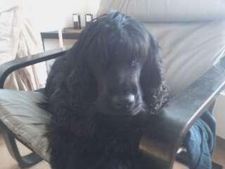 Cocker spaniel Tilde billede 4