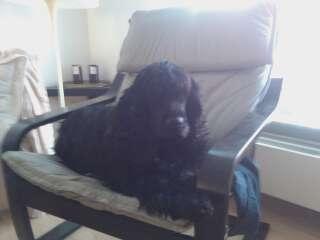 Cocker spaniel Tilde billede 5