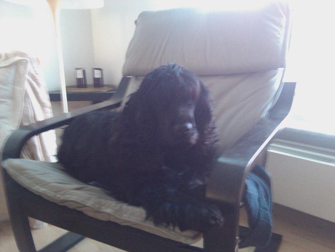 Cocker spaniel Tilde billede 6