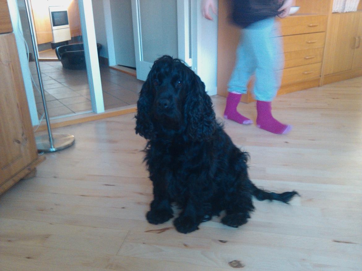 Cocker spaniel Tilde billede 8