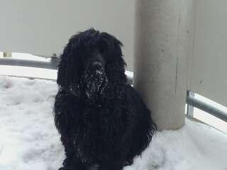 Cocker spaniel Tilde billede 10